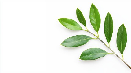 Obraz premium Green Leaves On Branch Against White Background