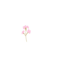 pink flower isolated on white