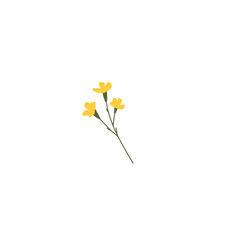 yellow flowers isolated on white background