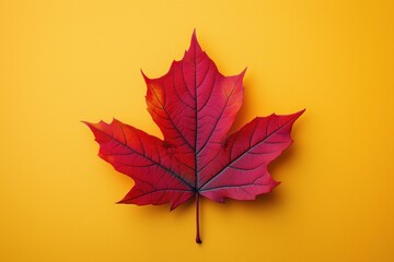 Fototapeta premium Bright red maple leaf against a vibrant yellow background representing autumn season
