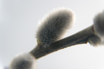 Spring flower buds of willow, catkins. Easter holidays.
