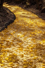 A path lined with leaves turned golden-yellow, a common sight in autumn. The scene evokes the feeling of a peaceful walk through nature.