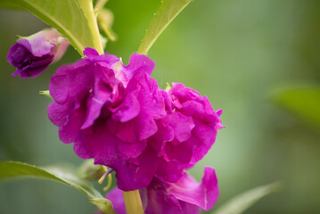  Impatiens balsamina flower on natural background.