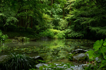 river in the forest