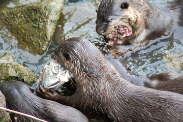 Smooth-coated otters in the Singapore river.