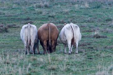 Uckermärker Rinder auf der Weide	