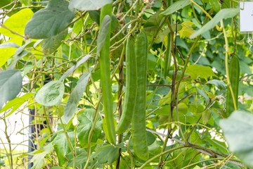 Obraz premium Sword bean in the farm