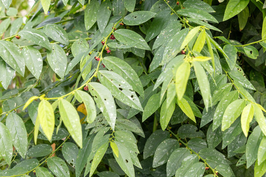 Sayur manis plant, also known as Sauropus androgynus