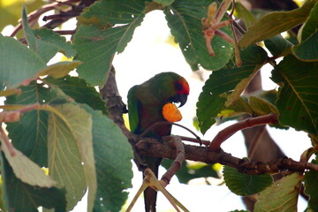 Pequi and Aratinga auricapillus