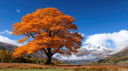 Fototapeta premium Autumn Tree by Mountain Lake