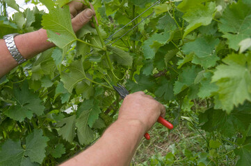 pruning or wine harvest on a vineyard