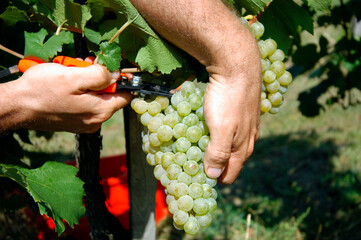 pruning or wine harvest on a vineyard