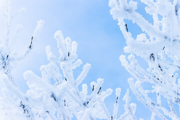 Baum mit Schnee