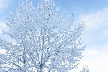 Baum mit Schnee