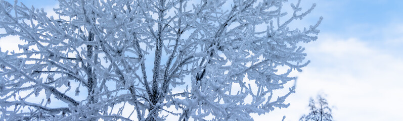 Baum mit Schnee
