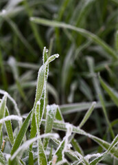 Grass blade covered by hoarfrost