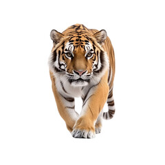 Fototapeta premium Majestic Siberian Tiger Walking Towards the Camera on White Background