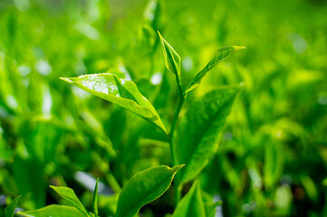 fresh green tea leaves in the morning