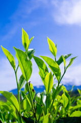 fresh green tea leaves in the morning