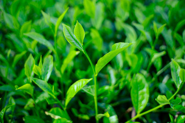 fresh green tea leaves in the morning