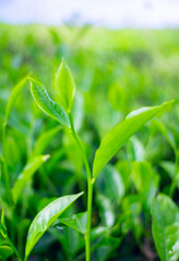 fresh green tea leaves in the morning