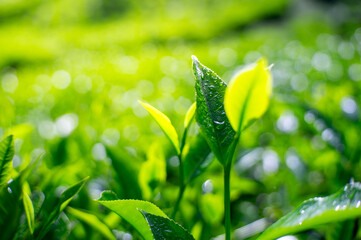fresh green tea leaves in the morning