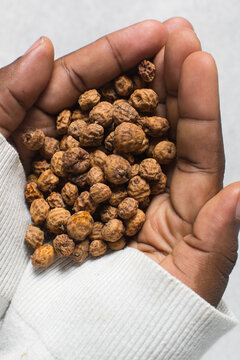Overhead view of dried tiger nuts in a palm, top view of Yellow Nutsedge with a white background