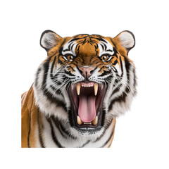Fototapeta premium Roaring Tiger Close-Up Majestic Wildcat with Open Mouth and Visible Teeth