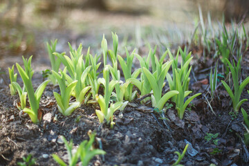 Young spring green sprouts emerging from the soil in early spring, surrounded by dried leaves and natural elements. The sunlight highlights the fresh growth, symbolizing renewal, new beginnings