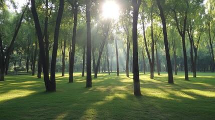 Obraz premium pollution free and clean air at tree area