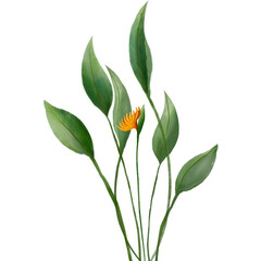 Different types of tropical flowers Heliconia. Heliconia bihai, rostrata and others. Blooming tropical floral.