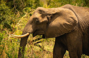 Elefant in freier Wildbahn im Krüger Nationalpark