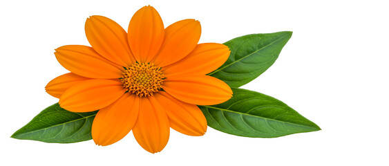 Single orange flower with green leaves