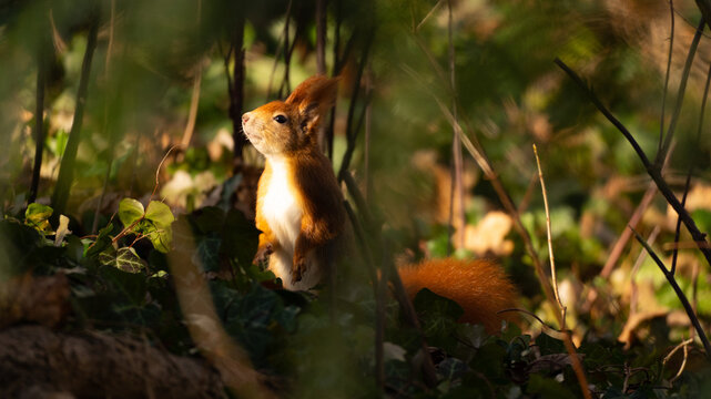 Eichh&ouml;rnchen im Fr&uuml;hlingserwachen