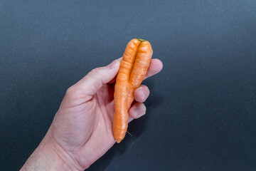 European hand holding crooked carrot from organic farmer as symbol for couple in love and...