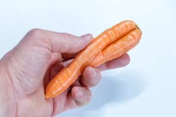 European hand holding crooked carrot from organic farmer as symbol for couple in love and togetherness as bent carrots or incontinence and vaginal fungus or healthy nutrition natural grown vegetables
