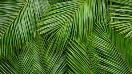Close Up View Of Lush Tropical Palm Leaves