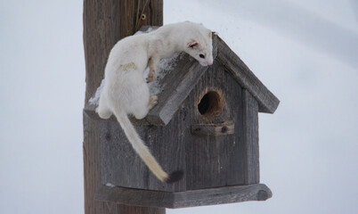 White tailed weasel in the winter