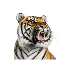 Obraz premium Majestic Roaring Tiger Close-up, Powerful Predator Portrait