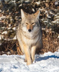 Coyote in the winter snow 