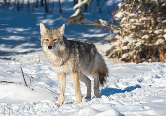 Coyote in the winter snow
