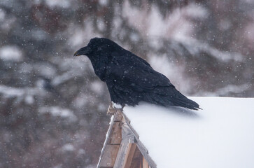 Raven on a roof in the snow