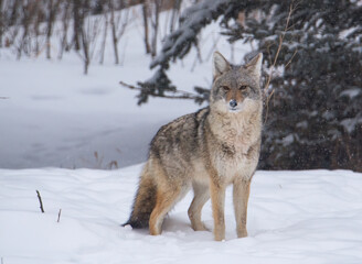 Coyote in the winter snow 
