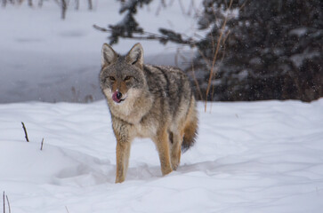 Obraz premium Coyote in the winter snow 