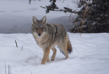 Fototapeta premium Coyote in the winter snow 