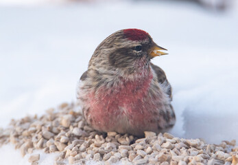 Common repeal in the winter