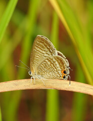 Pea blue butterfly (Lampides boeticus) on dry leaf