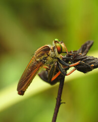 Close up of robberfly on a plant