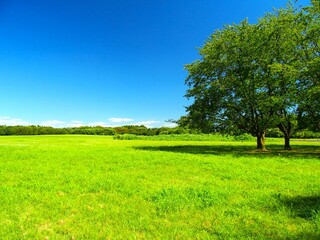 草原と林のある夏の水元公園風景