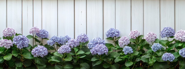 Beautiful hydrangea flowers in shades of blue and violet bloom against a white wooden fence, creating a serene and colorful garden setting.